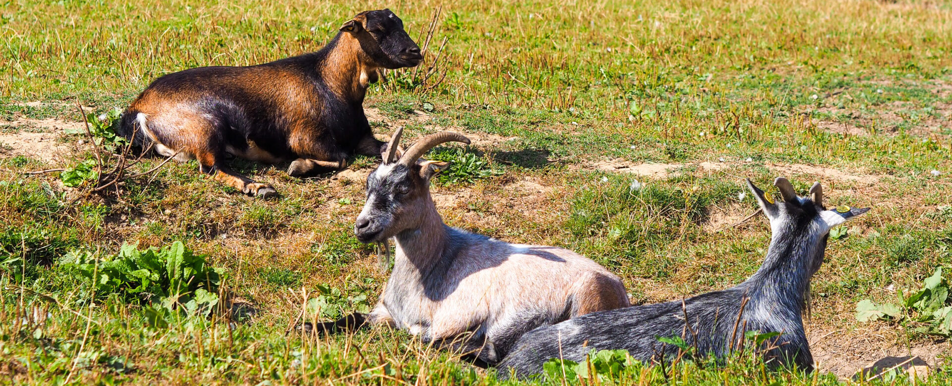 Geder ligger i solen på Dyrenes Frie Farm