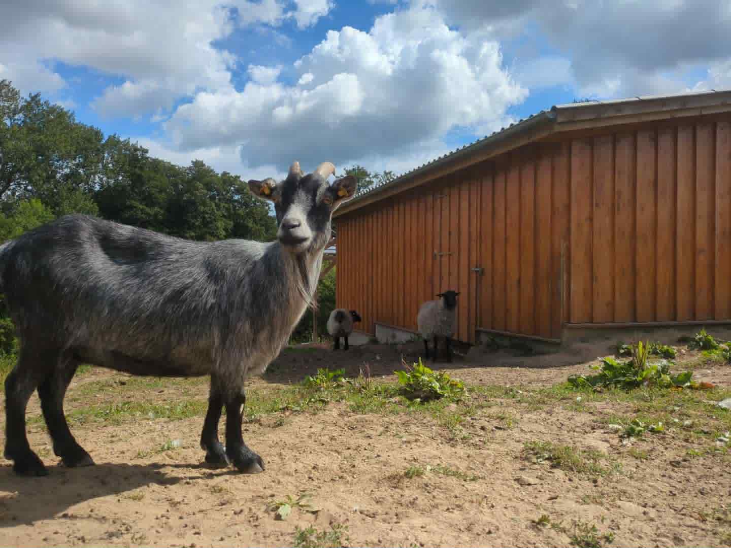 Et af dyrene på Dyrenes Frie Farm