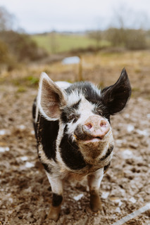 En gris på Dyrenes Frie Farm