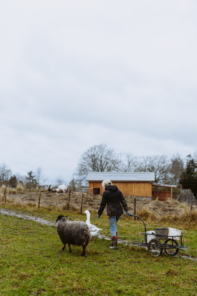 Person går gennem folden sammen med får og gås på Dyrenes Frie Farm