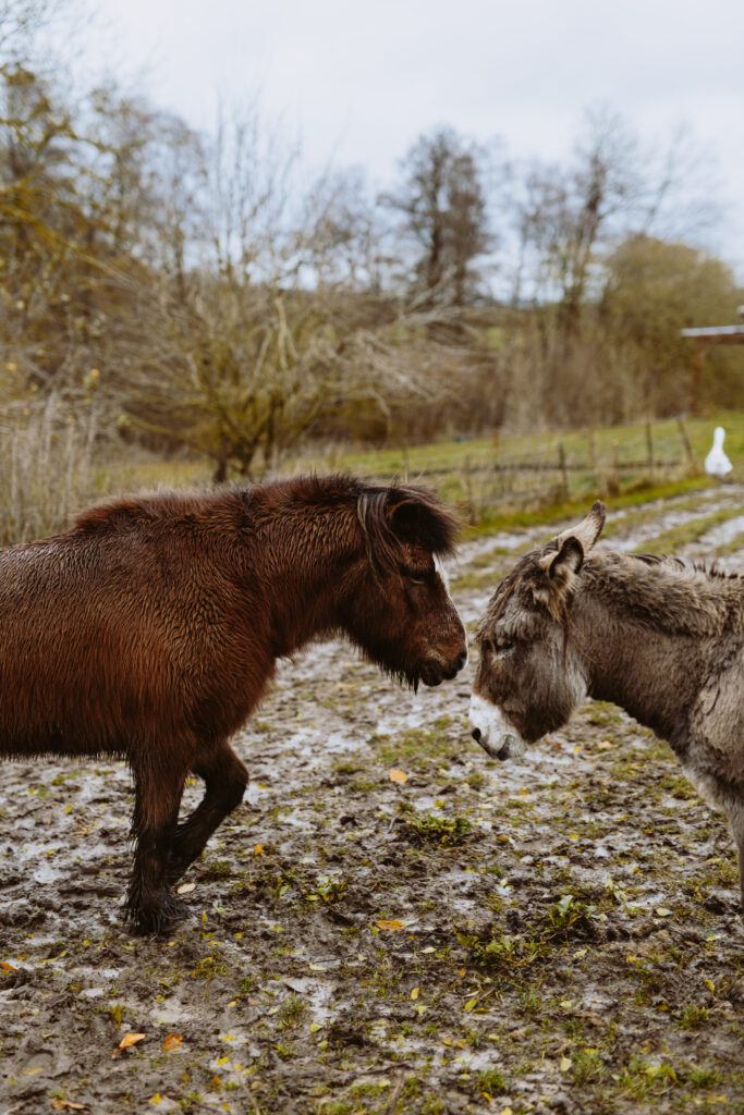Pony og æsel mødes på en mudret sti på Dyrenes Frie Farm