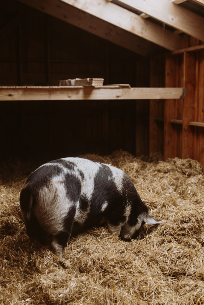 Gris roder i halm inde i stalden på Dyrenes Frie Farm